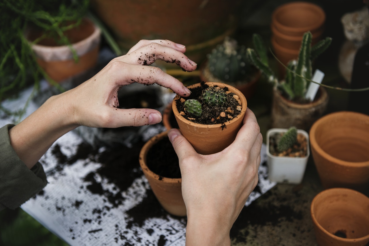 hand-planting-cactus